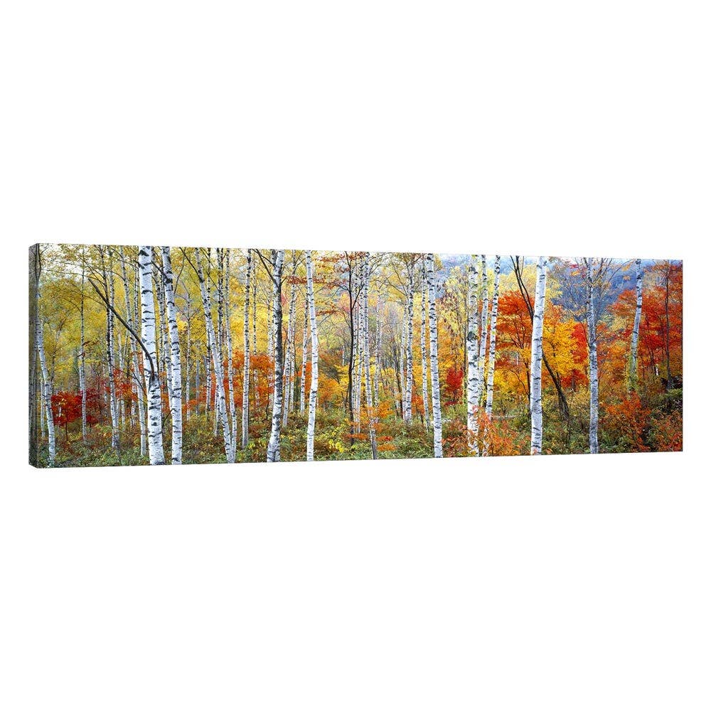 Photography Trees Stylish Canvas Art By Panoramic Images